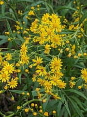 Senecio pterophorus