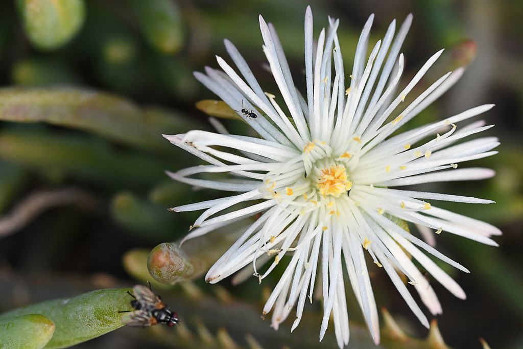 Mesembryanthemum