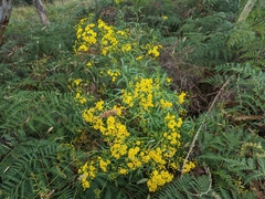 Senecio pterophorus