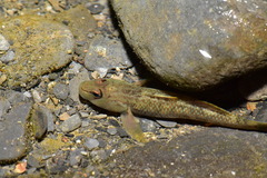 Rhinogobius
