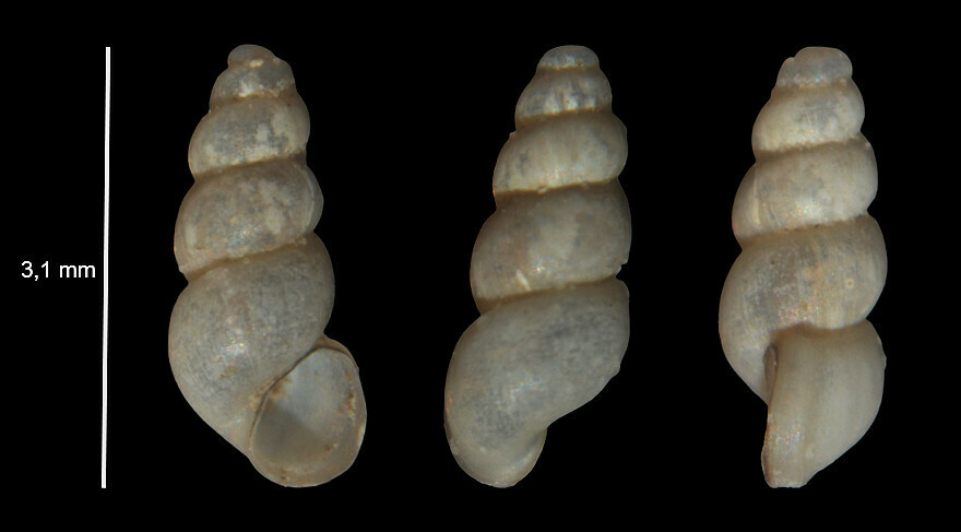 Bythinellidae