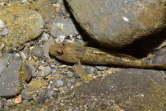 Rhinogobius