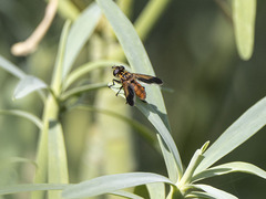 Trichopoda pictipennis