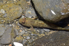 Rhinogobius