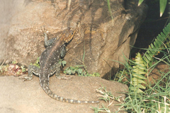 Agama lionotus
