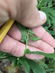 Symphyotrichum ontarionis glabratum