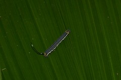 Isognathus allamandae