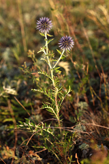 Echinops ritro ruthenicus