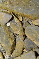Rhinogobius candidianus