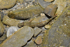 Rhinogobius candidianus