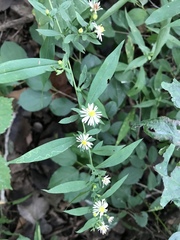 Symphyotrichum ontarionis glabratum