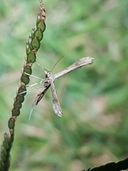 Stenoptilia zophodactylus