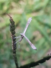 Stenoptilia zophodactylus