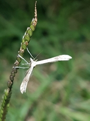 Stenoptilia zophodactylus