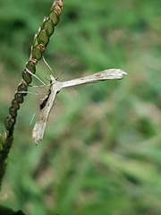 Stenoptilia zophodactylus
