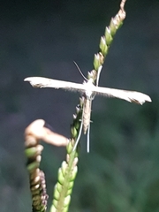 Stenoptilia zophodactylus