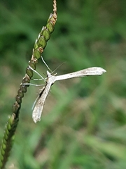 Stenoptilia zophodactylus