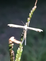 Stenoptilia zophodactylus