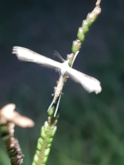 Stenoptilia zophodactylus