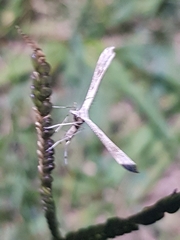Stenoptilia zophodactylus
