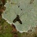 Chrysopilus balbii - Photo (c) edvandroabreuribeiro,  זכויות יוצרים חלקיות (CC BY-NC), הועלה על ידי edvandroabreuribeiro