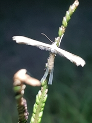 Stenoptilia zophodactylus