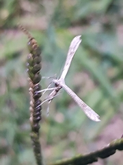 Stenoptilia zophodactylus