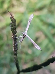Stenoptilia zophodactylus