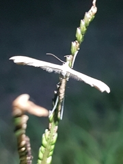 Stenoptilia zophodactylus