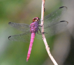 Orthemis macrostigma