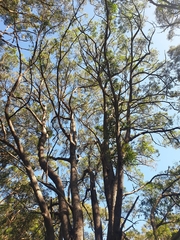 Eucalyptus microcorys