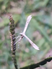 Stenoptilia zophodactylus