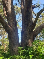 Eucalyptus microcorys