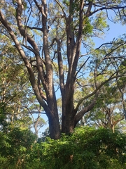 Eucalyptus microcorys