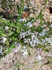 Olearia ramulosa