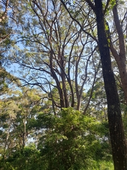 Eucalyptus microcorys