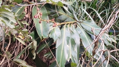 Alpinia koshunensis