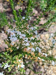 Olearia ramulosa
