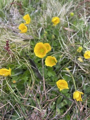 Ranunculus graniticola