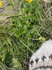 Ranunculus graniticola