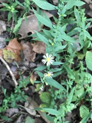 Symphyotrichum ontarionis glabratum