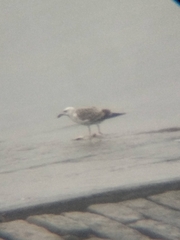 Larus argentatus