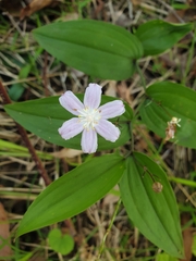 Tripladenia cunninghamii