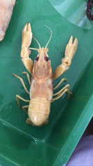 Austropotamobius pallipes