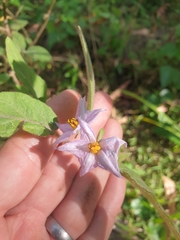 Solanum hapalum