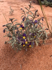 Solanum coactiliferum