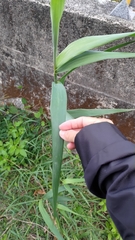 Arundo formosana