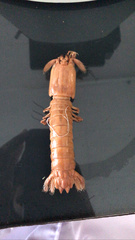 Pseudosquilla ciliata