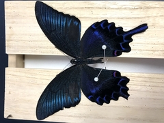 Papilio dehaanii