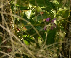 Cattleya harrisoniana